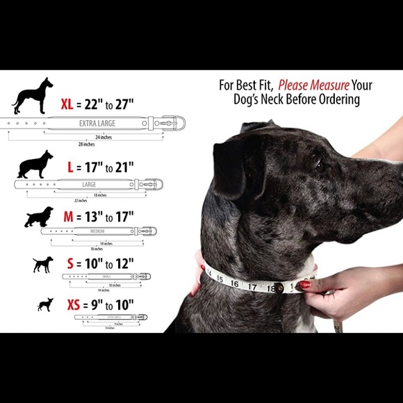 Dog Collars - Picture 8 of 8